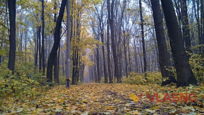 Лісопарк у Вінниці фото