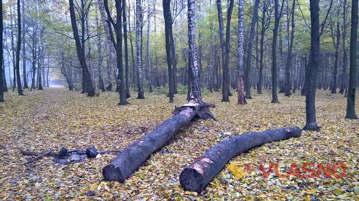 Лісопарк у Вінниці фото