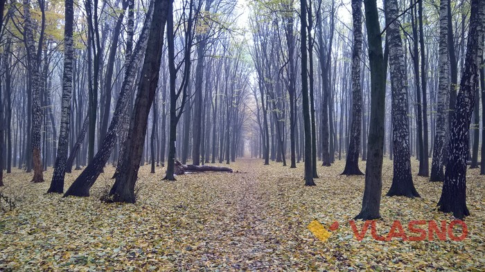 Лісопарк у Вінниці фото