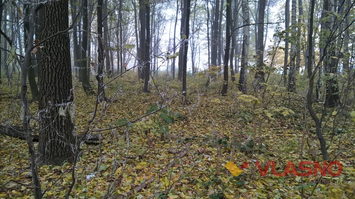Лісопарк у Вінниці фото