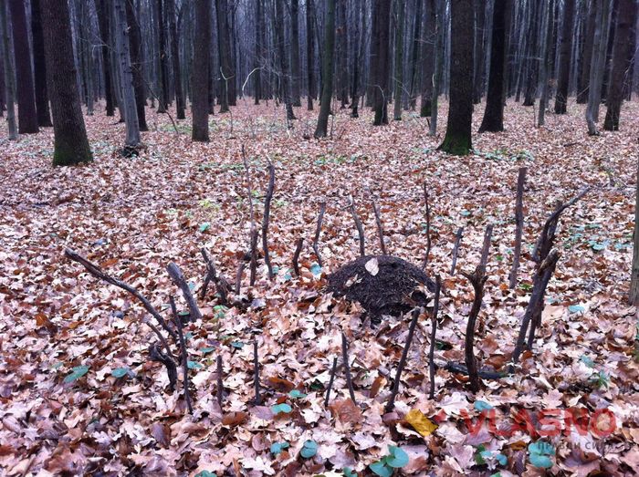 лісопарк вінниця фото