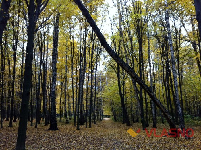 лісопарк вінниця фото