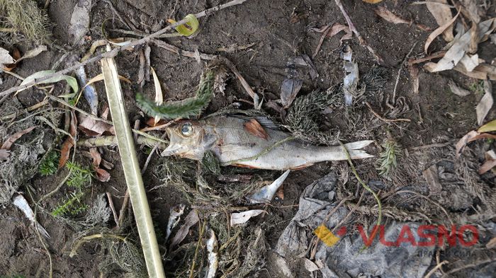 тяжилів фото