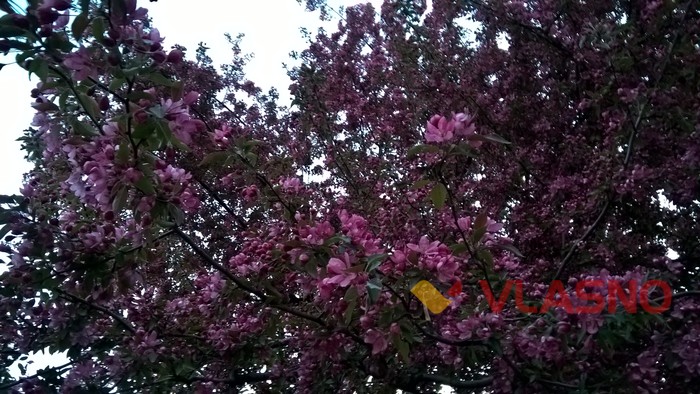 адамова яблуня у Жмеринці фото