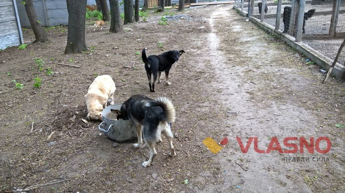 притулок для собак у Вінниці фото