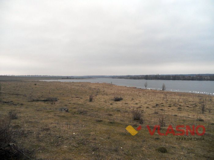 лебеді у селі Токарівка фото