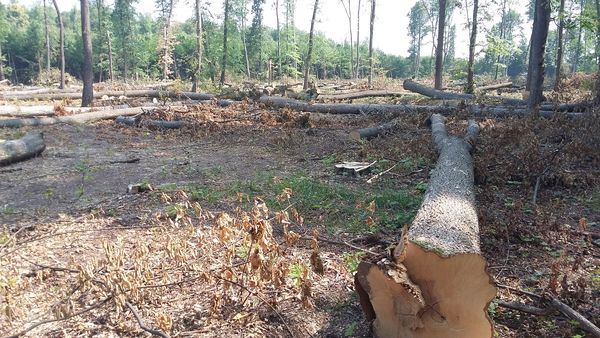На Вінниччині незаконно рубали ясен на території військового лісгоспу