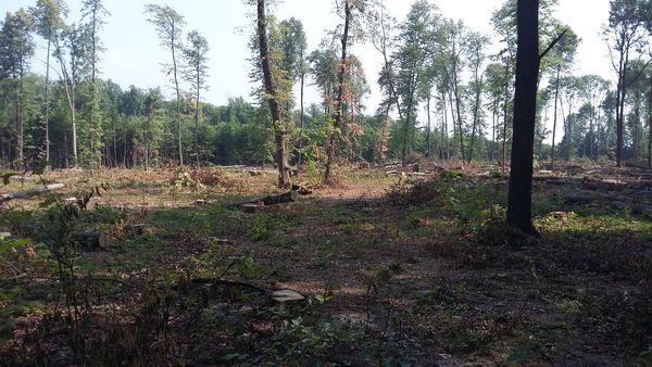 На Вінниччині незаконно рубали ясен на території військового лісгоспу