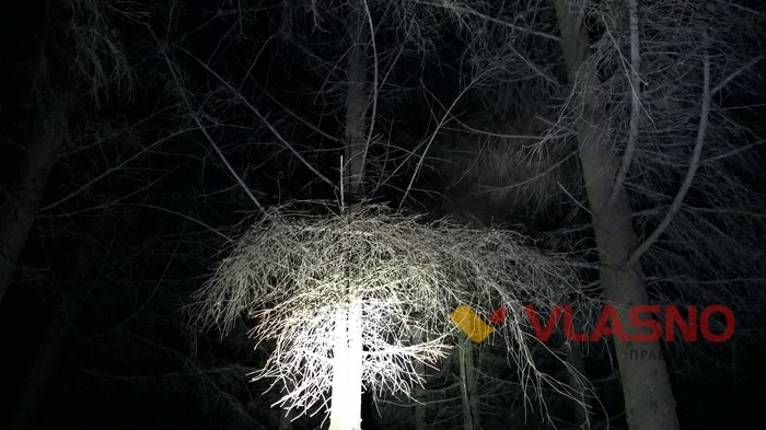 ялинки у Вінниці фото