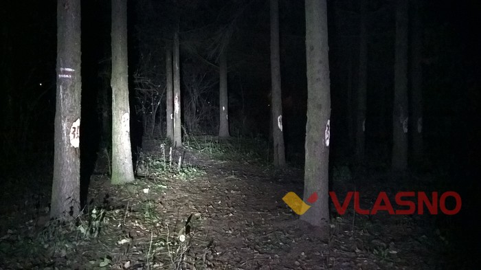 ялинки у Вінниці фото