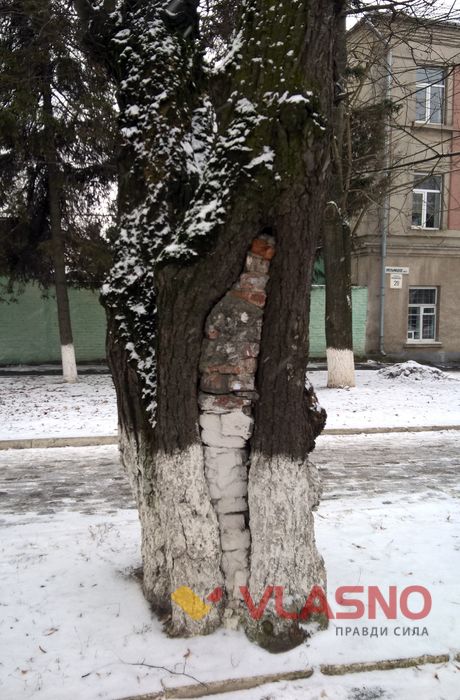 "цегляне" дерево у Вінниці фото