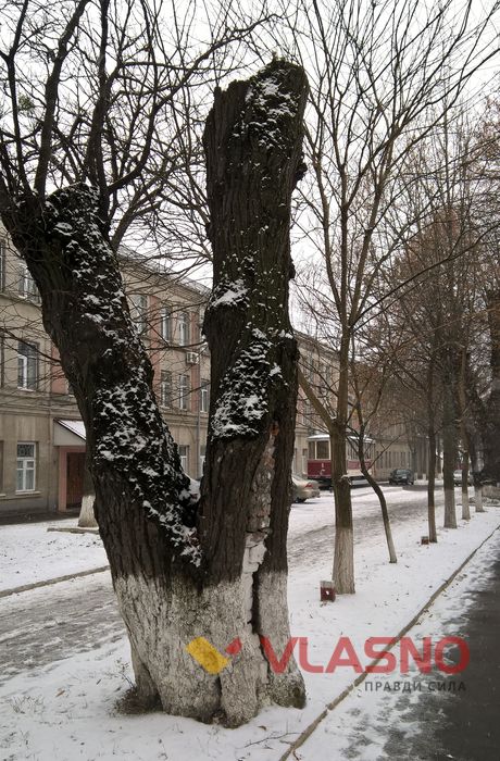 "цегляне" дерево у Вінниці фото