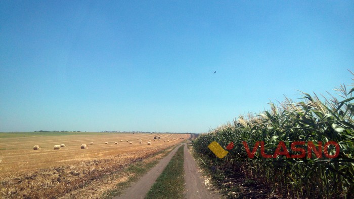 кукурудзяні поля на кордоні з Придністров'ям фото