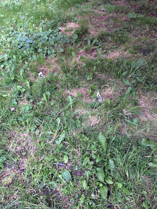 у Вінниці обстріляли офіс "Свободи" фото