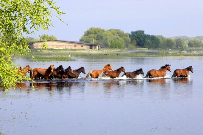 заповідник у селі Вилкове фото