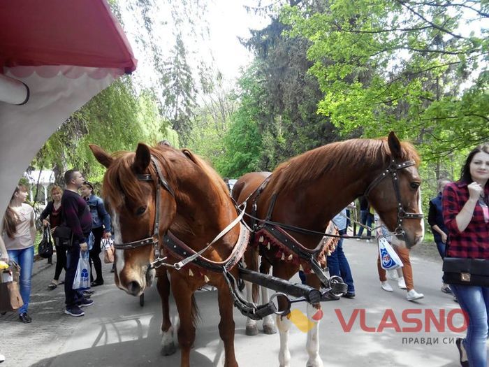 софіївка умань фото коні
