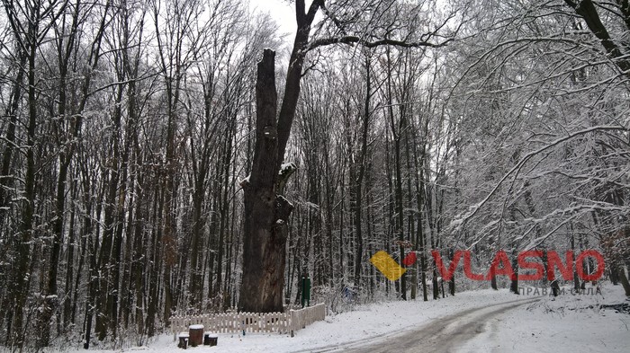 400 річний дуб фото