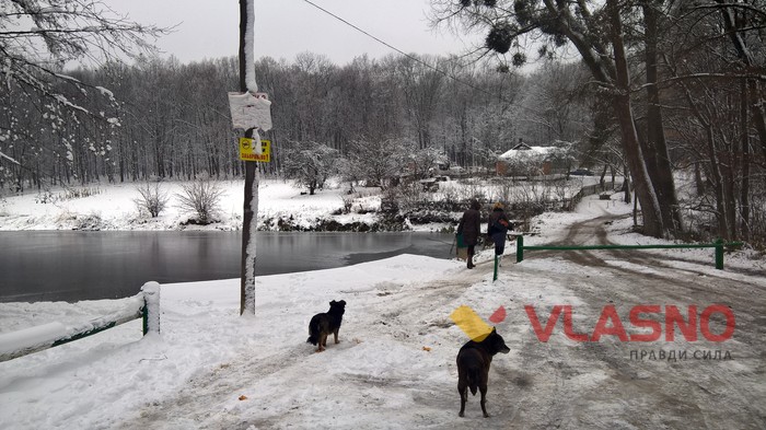 400 річний дуб фото