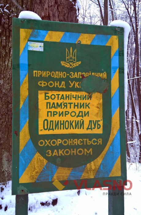 400 річний дуб фото