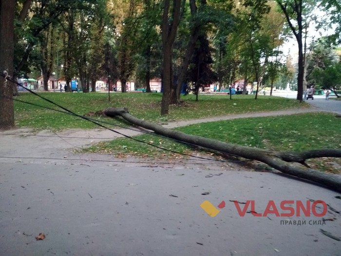у Вінницькому парку впало дерево фото