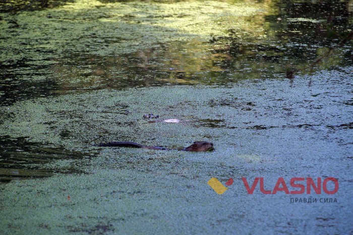 тваринки на озері на Олієжиркомбінаті у Вінниці фото