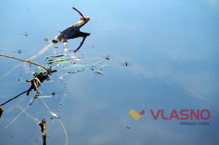 тваринки на озері на Олієжиркомбінаті у Вінниці фото