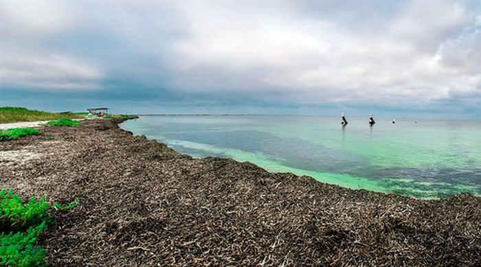 водорості в Джарилгачі фото