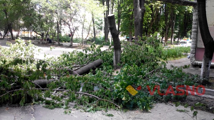 вирубка дерев на Космонавтів фото
