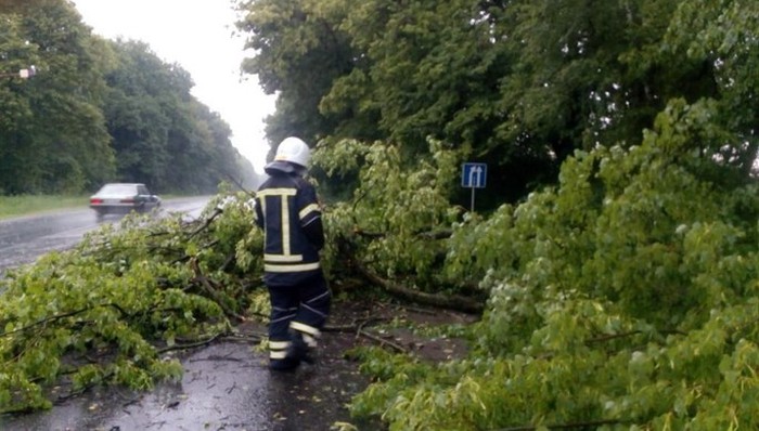 повалені дерева на Вінниччині фото