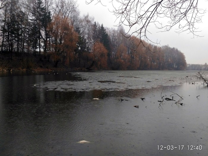 дохла риба в Стадниці фото