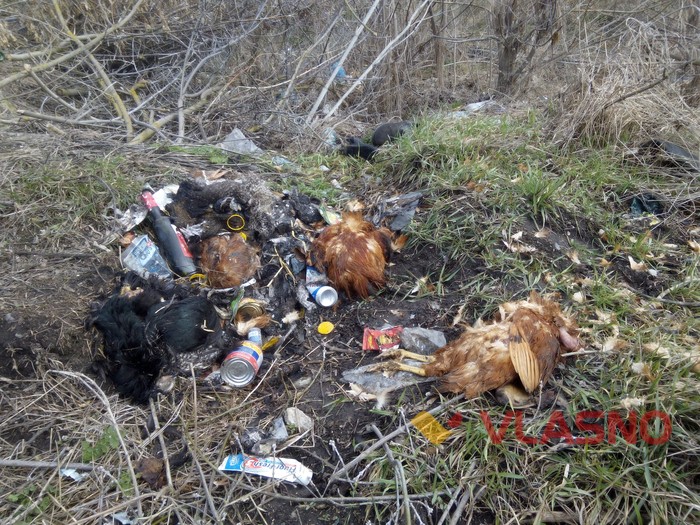 Дохлі курки на смітнику у Корделівці