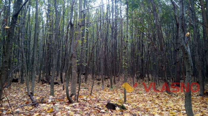 вінницькі ліси фото