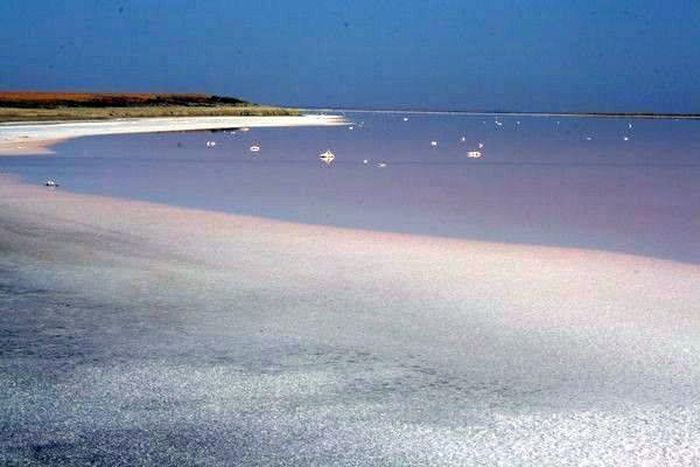 рожеве "мертве море" на Херсонщині фото