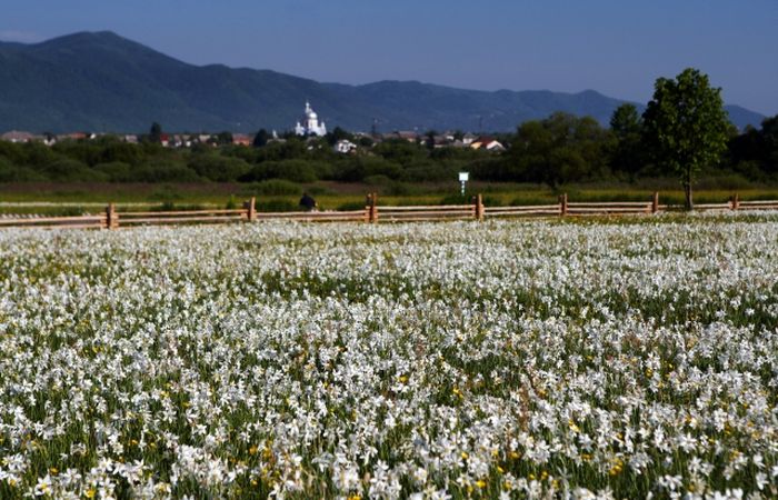 Долина нарцисів фото
