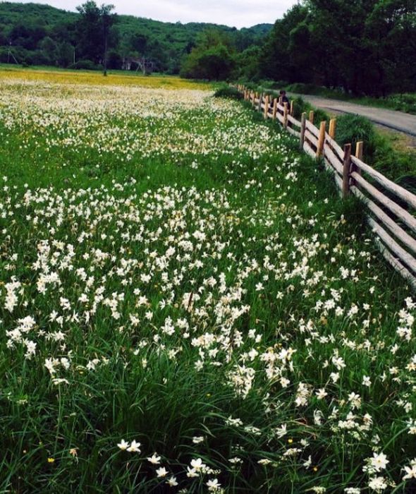 Долина нарцисів фото