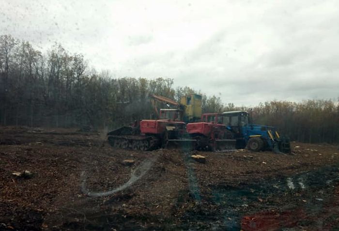 На Вінниччині рубають майже три гектари столітнього лісу 