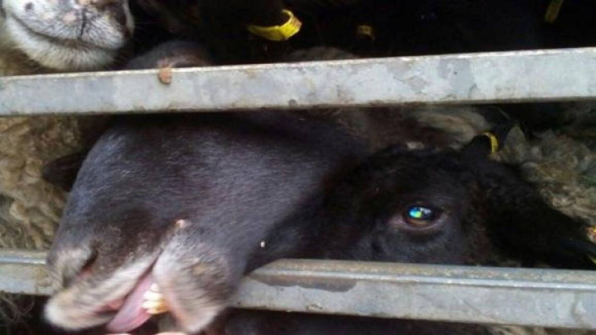 Овечки, що вижили у зачиненій фурі, знаходяться на карантині у Вінницькій області