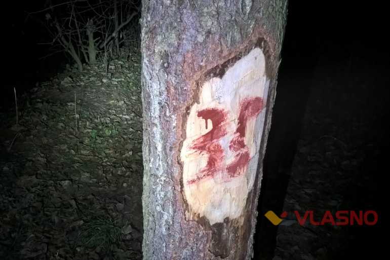 ялинки у Вінниці фото