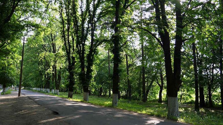 Вінничани просять владу зрізати старі дерева по вулиці Некрасова