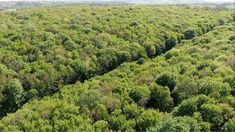 Бершадський ліс нафотографують на 25 тисяч гривень