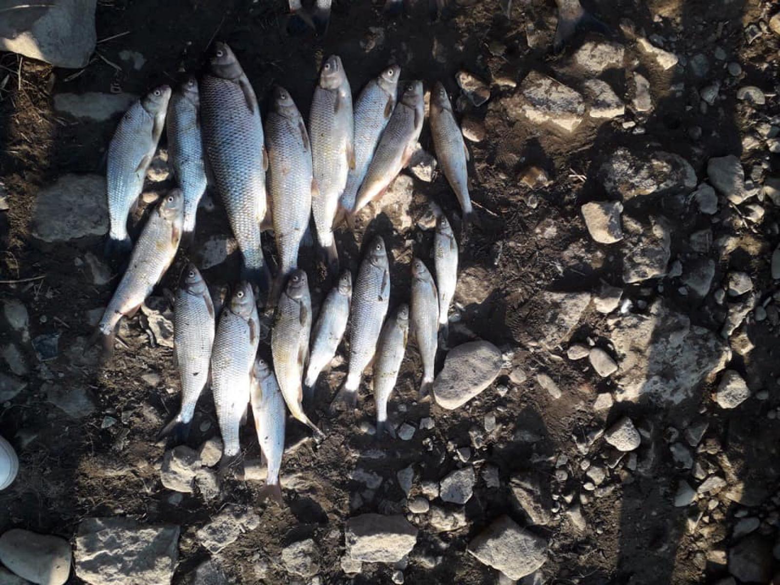 На Вінниччині оштрафували чоловіка, який виловив 18 червонокнижних вирезубів