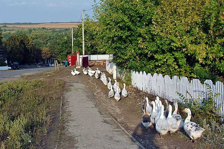 село Гонтівка фото