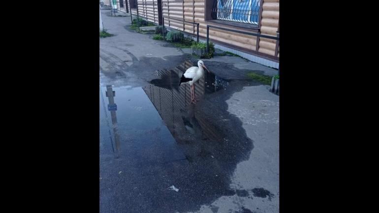 Махнівкою ходить самотній лелека, який не зміг відлетіти у вирій