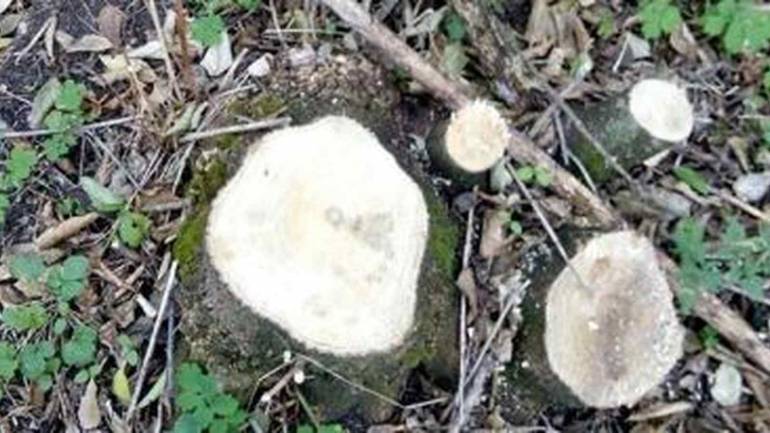На Вінниччині незаконно вирубали дерева майже на пів мільйона гривень