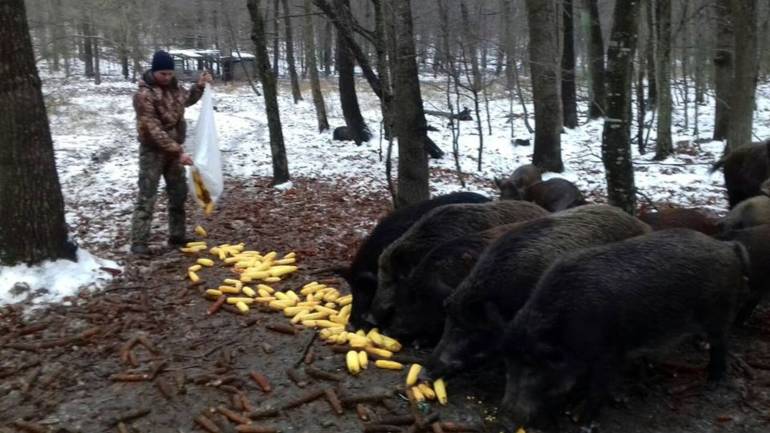 Вінницькі єгері підгодовують диких тварин