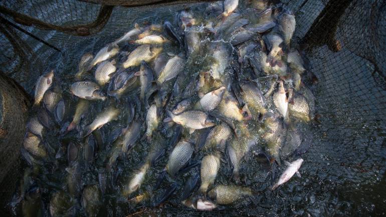 Одну тонну риби випустять у водосховище на Вінниччині
