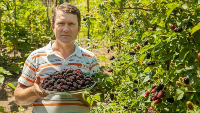 Фермер з Вінниччини виростив найбільшу у світі колекцію шовковиці