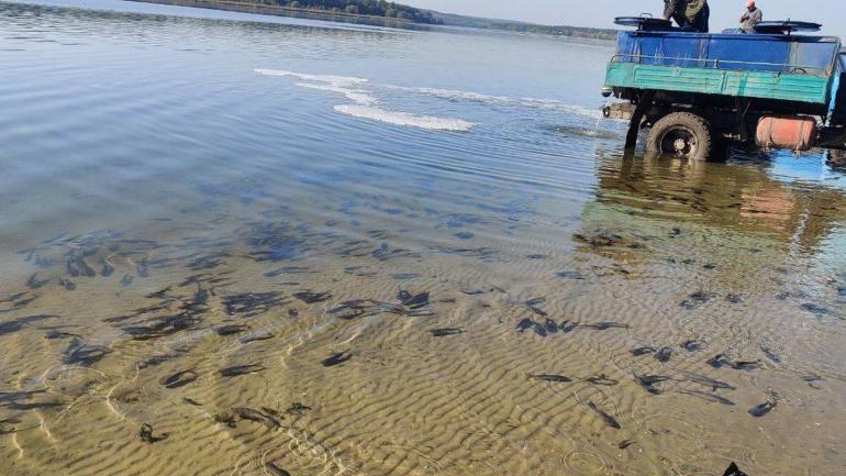 У Ладижинське водосховище висипали майже 5 тонн риби
