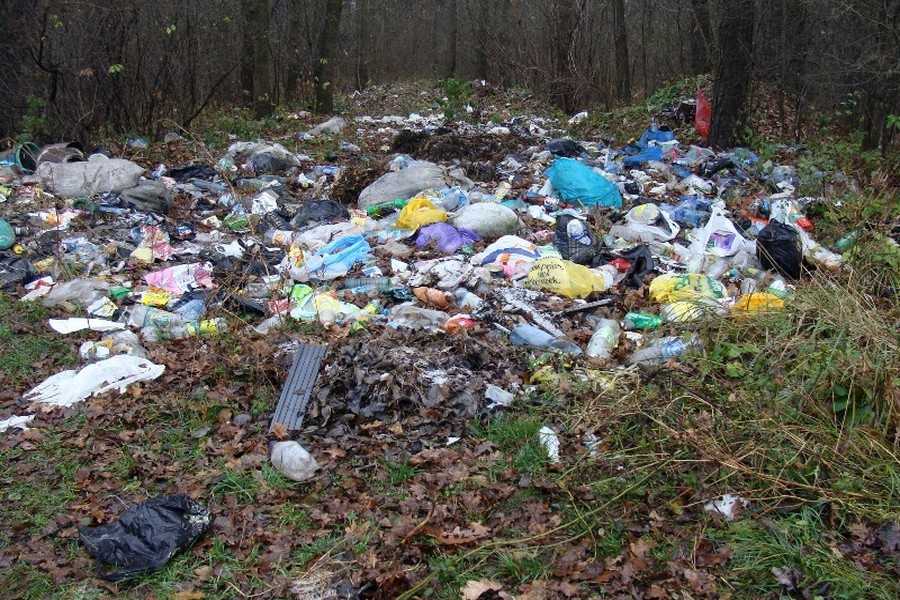 забруднення лісів фото