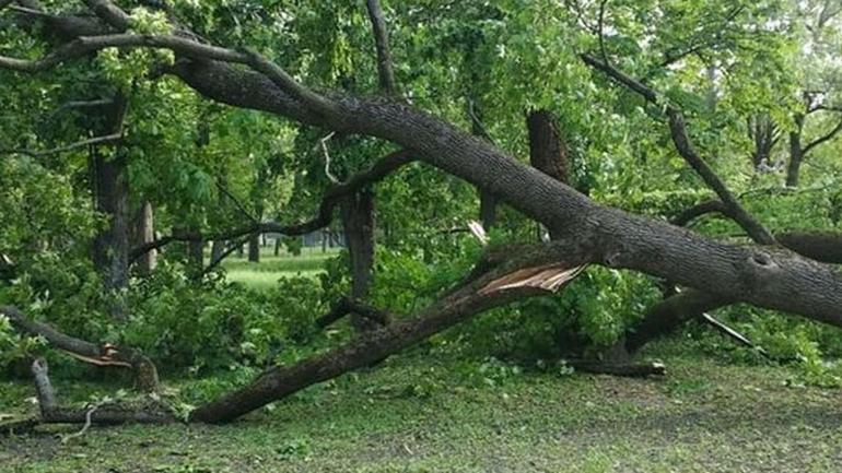 У двох районах Вінниччини негода повалила дерева